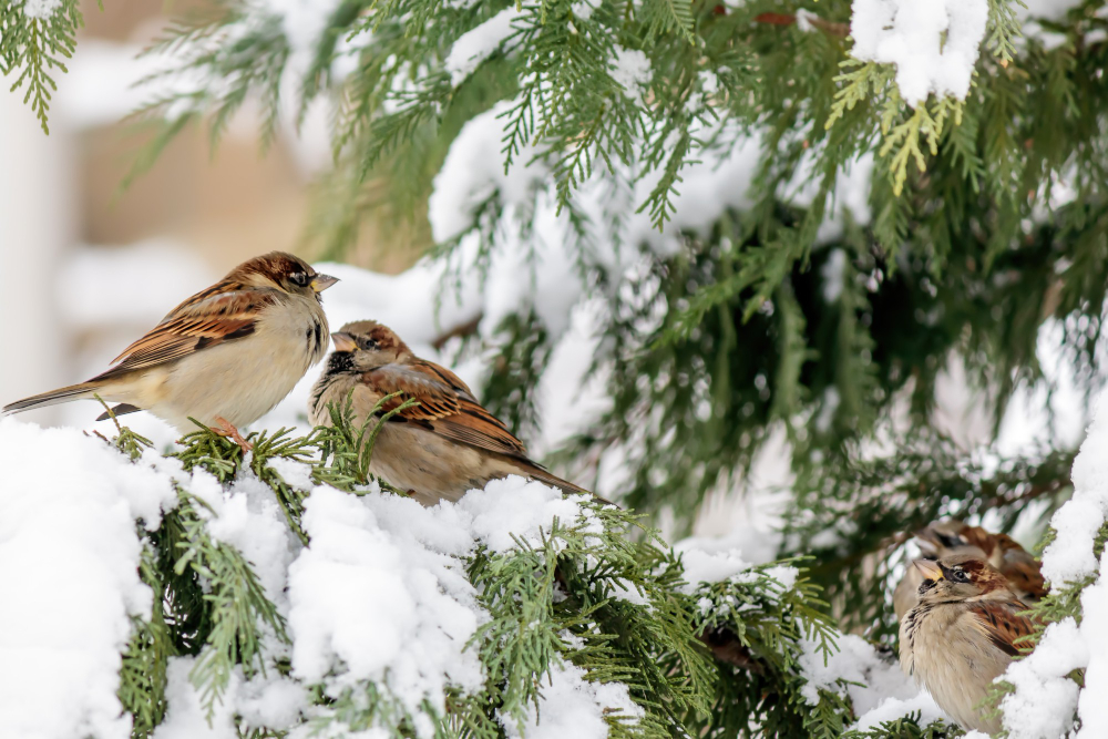 Join the Rockwood Christmas Bird Count Walk with Detroit Audubon