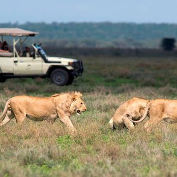 Journey into the Heart of Africa: Experience the Ultimate Safari Adventure with Activentures Africa Safaris