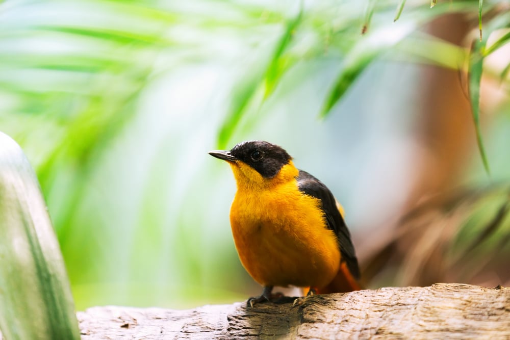 The Ultimate Guide to Welcoming Orioles to Your Backyard