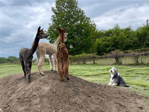 A Cozy Visit to Gibraltar Bay Alpaca Farm: Embrace the Unique Charm